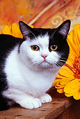 CAT 02 RK1446 01
Head Shot Of American Shorthair Black And White Laying On Wooden Table By Flowers Studio