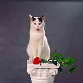 CAT 02 RS0003 01
Black And White Cat Sitting on Pedestal With Rose Studio