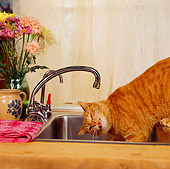 CAT 02 RS0019 03
Red Tabby Cat Drinking Water From Kitchen Faucet