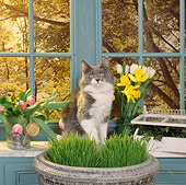 CAT 02 RS0051 02
Gray And White Cat By Window Flowers And Grass