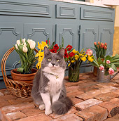 CAT 02 RS0052 04
Gray And White Cat Sitting By Flowers