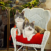 CAT 02 RS0061 06
Two Gray And White Cats Sitting On Chair By Fireplace