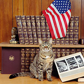 CAT 02 RS0062 01
Tabby Cat Sitting By Encyclopedia Books And American Flag