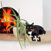 CAT 02 RS0065 01
Black And White Cat By Plant And Fireplace