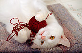 CAT 02 RS0099 01
Shoulder Shot Of White Cat Playing With Ball Of Yarn