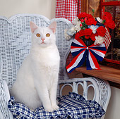 CAT 02 RS0120 01
Portrait Of White Cat On Chair By Window Patriotic