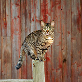 CAT 02 RS0143 01
Tabby Cat Standing On Fence Post By Barn