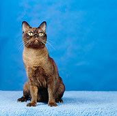 CAT 02 RS0163 01
Portrait Of Black Burmese Cat Sitting Blue Background