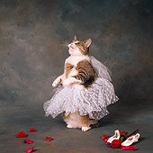 CAT 02 RS0168 02
Tabby Cat In Tutu