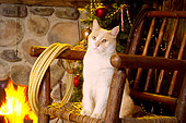 CAT 02 RS0185 01
Red And White Tabby Cat Sitting On Chair Beside Fireplace & Christmas Tree