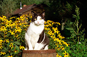 CAT 02 RS0186 01
Black And White Tabby Cat Sitting On Barrel By Yellow Flowers