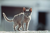 CAT 02 SS0001 01
Gray Cat Standing On Stone Wall