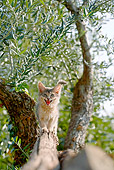 CAT 03 AB0003 01
Blue Somali Kitten Hissing On Tree Branch