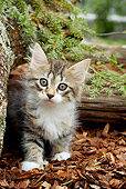 CAT 03 AB0005 01
Silver, Tortie And Tabby Siberian Kitten Standing In Bark By Logs