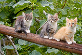 CAT 03 AB0006 01
Three Siberian Kittens Sitting On Log
