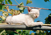 CAT 03 AB0007 01
White Kitten Sunning On Branch