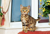 CAT 03 AL0080 01
Gray Tabby Kitten Standing On Chair By Window