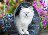 CAT 03 BK0004 01
White Kitten Sitting In Flower Pot In Garden