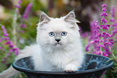 CAT 03 BK0005 01
White Kitten Sitting In Flower Pot In Garden