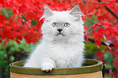 CAT 03 BK0006 01
White Kitten Sitting In Basket By Autumn Leaves