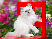 CAT 03 BK0007 01
White Kitten Sitting On Red Chair In Garden