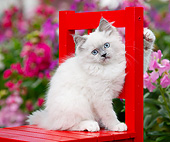 CAT 03 BK0008 01
White Kitten Sitting On Red Chair In Garden