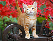 CAT 03 BK0009 01
Orange Kitten Standing On Miniature Wooden Wheelbarrow By Autumn Leaves
