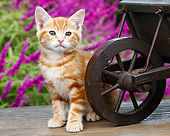 CAT 03 BK0010 01
Orange Kitten Sitting By Miniature Wooden Wheelbarrow By Pink Blossoms