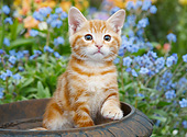 CAT 03 BK0012 01
Orange Kitten Sitting In Flower Pot By Blue Flowers