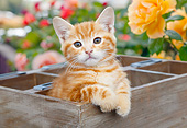 CAT 03 BK0013 01
Orange Kitten Sitting In Planter Box In Garden