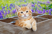 CAT 03 BK0014 01
Orange Kitten Sitting In Planter Box In Garden