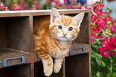 CAT 03 BK0015 01
Orange Kitten Sitting In Planter Box In Garden