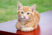 CAT 03 BK0016 01
Orange Kitten Laying On Red Bench