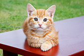 CAT 03 BK0017 01
Orange Kitten Laying On Red Bench