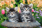 CAT 03 BK0018 01
Two Tabby Kittens Sitting In Birdbath In Garden