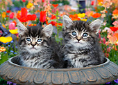 CAT 03 BK0019 01
Two Tabby Kittens Sitting In Birdbath In Garden