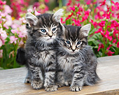 CAT 03 BK0020 01
Two Tabby Kittens Sitting On Bench By Flowers