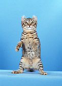 CAT 03 CH0002 01
American Curl Shorthair Tabby Kitten Standing On Hind Legs In Studio