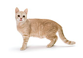 CAT 03 CH0003 01
American Shorthair Cream Mackeral Tabby Kitten Standing On White Seamless