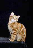 CAT 03 CH0004 01
American Shorthair Red Tabby Kitten Sitting In Studio