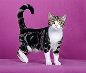 CAT 03 CH0005 01
American Shorthair Tabby Kitten Standing In Studio