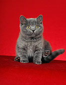 CAT 03 CH0007 01
Blue British Shorthair Kitten Sitting In Red Studio