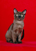 CAT 03 CH0008 01
Sable Burmese Kitten Sitting In Red Studio
