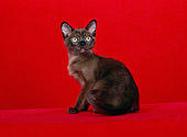 CAT 03 CH0009 01
Sable Burmese Kitten Sitting In Red Studio