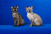CAT 03 CH0010 01
Sable And Champagne Burmese Kittens Sitting In Blue Studio