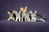 CAT 03 CH0011 01
Five Blue, Red And Ruddy Abyssinian Kittens Sitting In Purple Studio