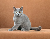 CAT 03 CH0012 01
British Shorthair Kitten Sitting In Beige Studio