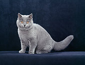 CAT 03 CH0013 01
British Shorthair Kitten Sitting In Black Studio
