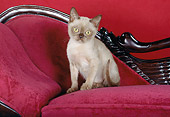 CAT 03 CH0014 01
Burmese Kitten Sitting On Red Velvet Chair