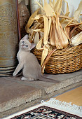 CAT 03 CH0015 01
Burmese Kitten Sitting Near Fireplace In House